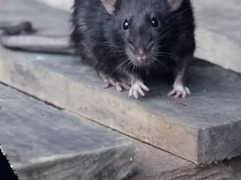 Rat noir