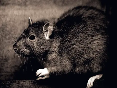 Rat brun
