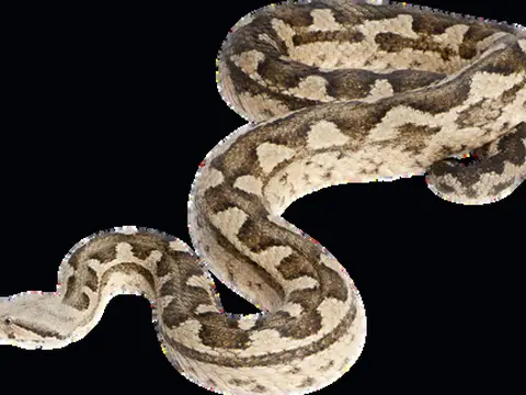 Serpents