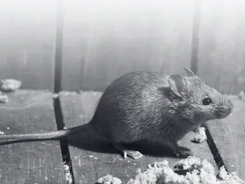 Souris domestique